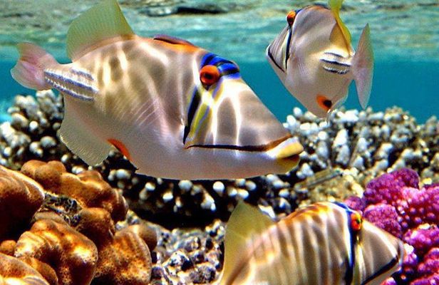 Snorkeling Trip to Utopia Island in Safaga from Luxor
