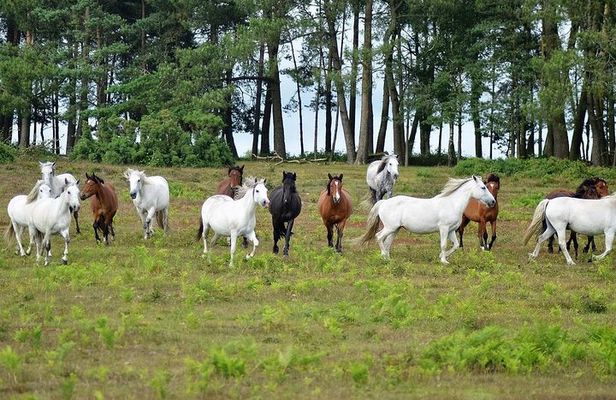 New Forest & Salisbury Day Tour from Southampton