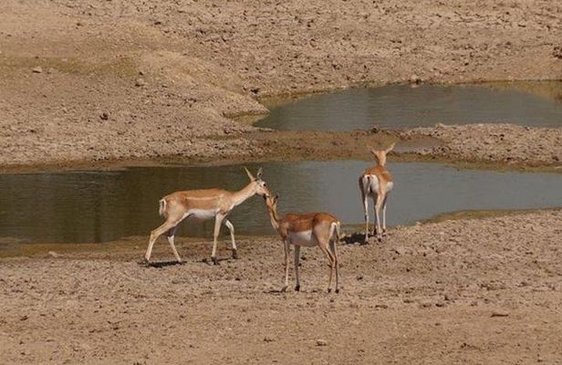 Private Half- Day Bishnoi Village Safari Day Tour In Jodhpur