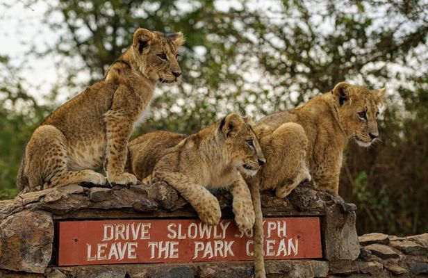 1 Day Tour Nairobi National Park,Giraffe Center&Karen Blixen