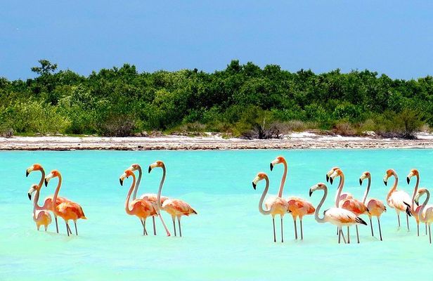 Holbox plus Island Magic by boat Tour from Cancun