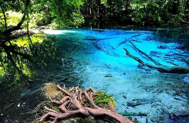 Half Day Jungle Tour to Emerald pool and Krabi Hot Spring
