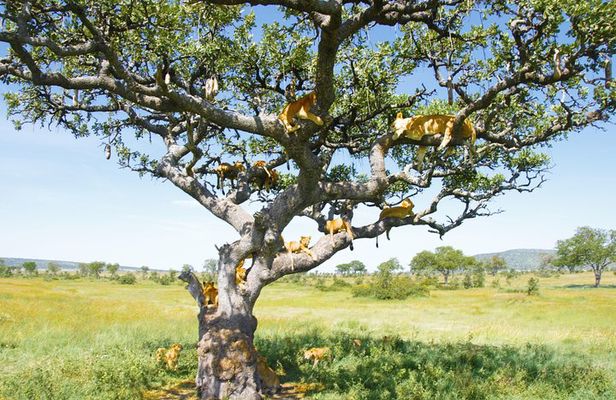 6 Days Private Camping Safari Serengeti, Ngorongoro, Lake Manyara and Tarangire