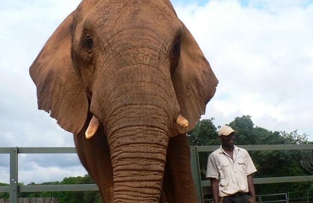 Lesedi cultural village and Elephant walk