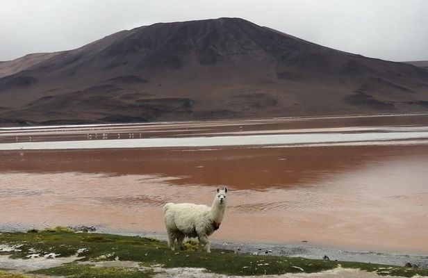 2-Days Uyuni Salt Flats including Laguna Colorada