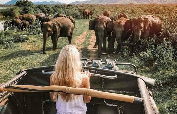 Udawalawe National Park and Elephant Transit Home From Galle