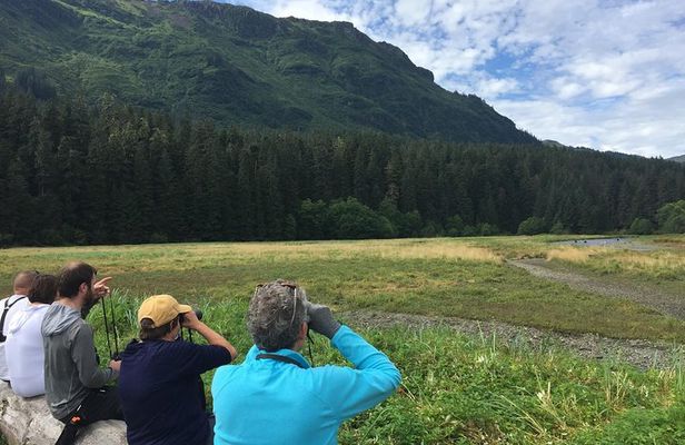 Pack Creek Brown Bear Viewing Juneau