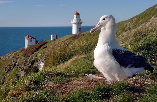 Dunedin City Highlights, Otago Peninsula Scenery & Albatross Guided Tour