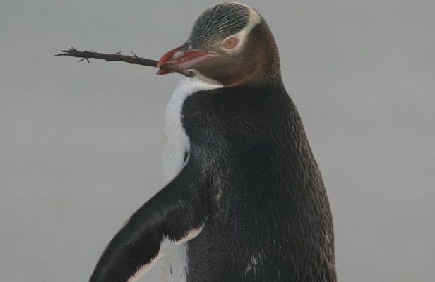 Dunedin City Highlights, Otago Peninsula Scenery & a Guided Penguin Reserve Tour