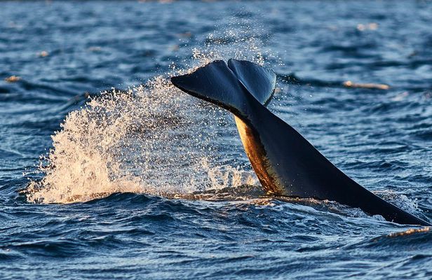 Whale Watching RIB Boat Tour in Skjervoy from Tromso