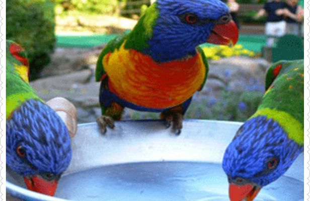  Bird Sanctuary and animal farm Day Tour 