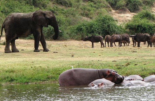 2 Days Safari To Queen Elizabeth National Park with Cruise