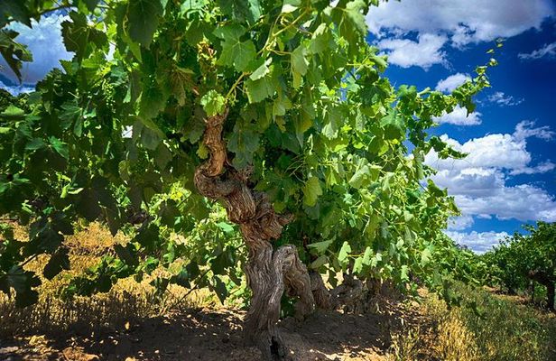 Small Tour Barossa Valley Voyager Tour from Adelaide