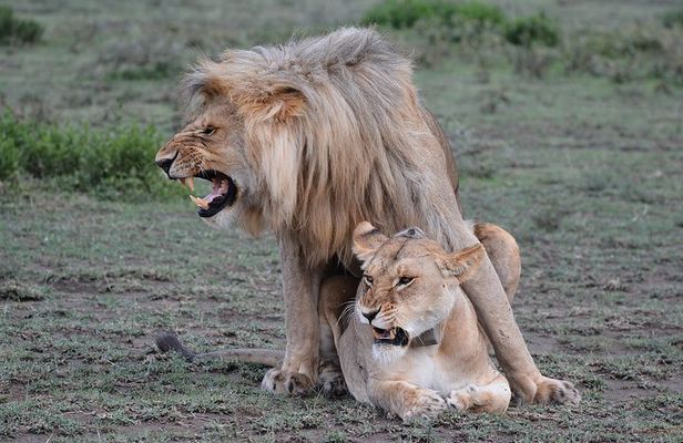 Tanzania Experience Safari and Tours
