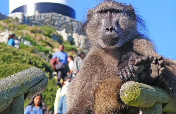 Cape Point & Penguins full day tour