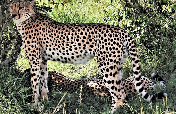 2 Days Tsavo East National Park Tour From Mombasa/Diani (1 Night)