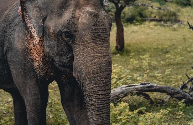 Udawalawa Safari(3-4hours) - Private Jeep with Experienced Driver 