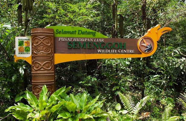 A glimpse of Orang Utan in Semenggoh Wildlife Centre