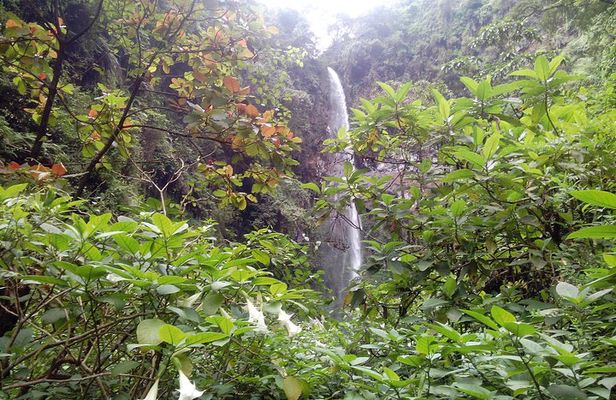 1 Day Kilimanjaro forest (mambori waterfalls).