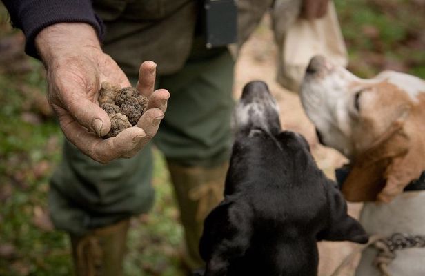 Truffle Hunt & Wine Tasting