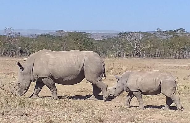 Early Morning Group Joining Mini Safari To Nairobi National Park