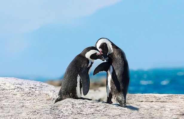 Cape Point Explore with Boulder's Penguins Full Day Tour