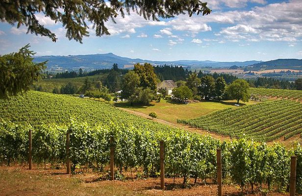 Willamette Valley Wine Tasting Tour from Portland