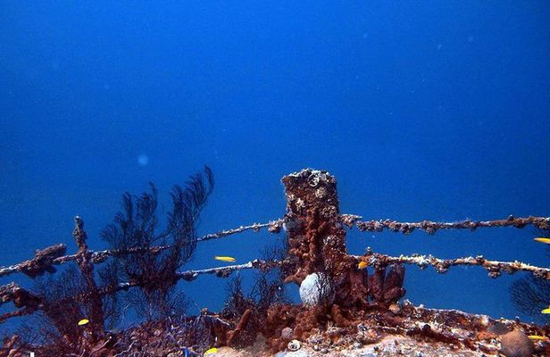 Aruba 1-Tank Night Dive for Certified Divers with Own Equipment