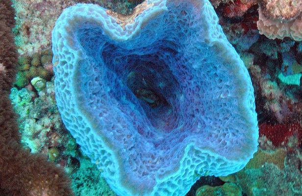 Small-Group Aruba Scuba Diving for Non-Certified Divers