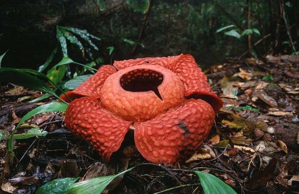 Gunung Gading National Park Tour