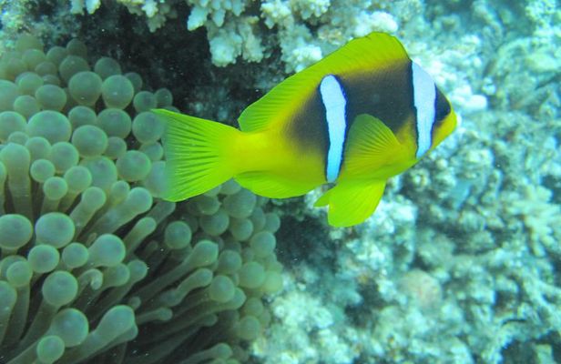 Semi Submarine Tour 2 Hours With Transfer - Sharm El Sheikh