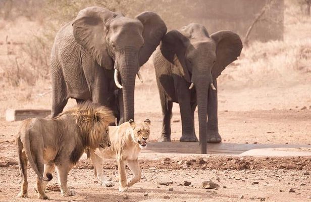 All Inclusive 2 Day Kruger Safari from Johannesburg