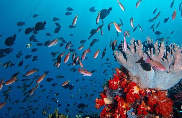 Private tour 4 days 3 nights Komodo on boat, waterfall and Rangko cave