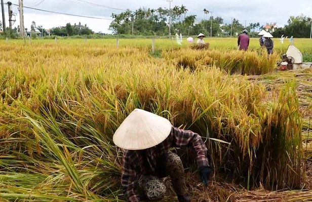 Hoi An Countryside By Bike