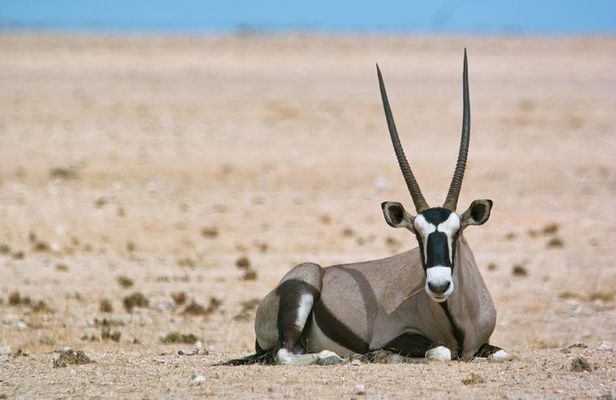 Wildlife and Landscape Tour- full-day (7hours) from Walvis Bay
