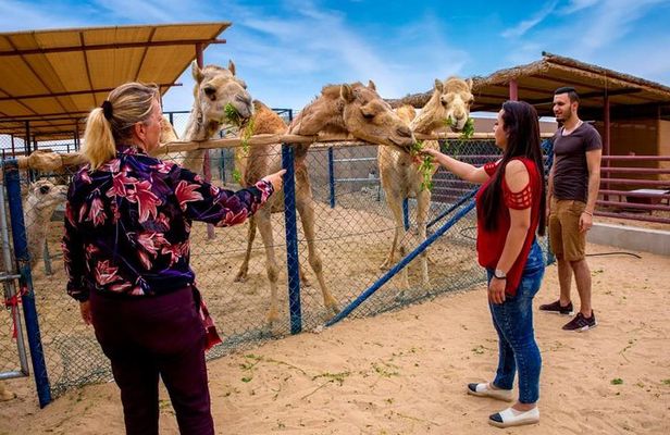 Dubai Local Camel Farm Visit with Camel feeding & Camel milk 