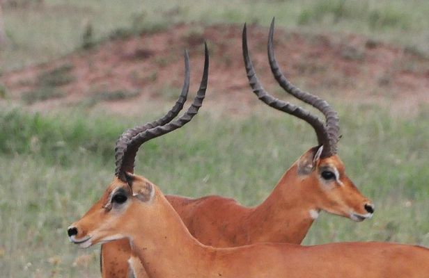 3 Days Tanzania lodge Safari