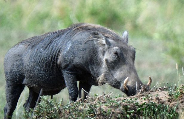 5 Days Tanzania Camping Safari