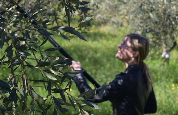 Olive Oil Tasting and Experience (The Original in Sicily)