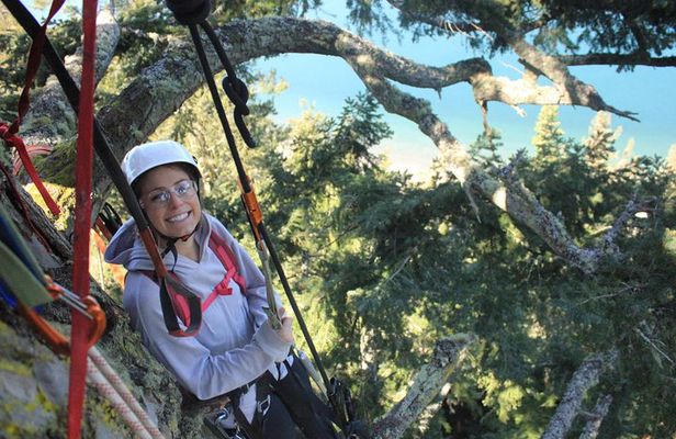 Tree Canopy Climbing on Lopez Island