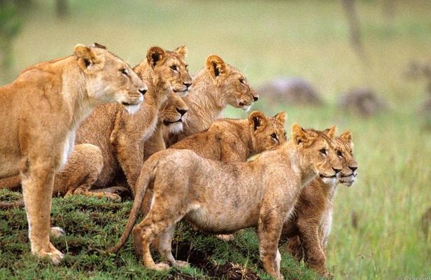 3-Days Safari to Murchison Falls National Park with Rhino Sanctuary hike