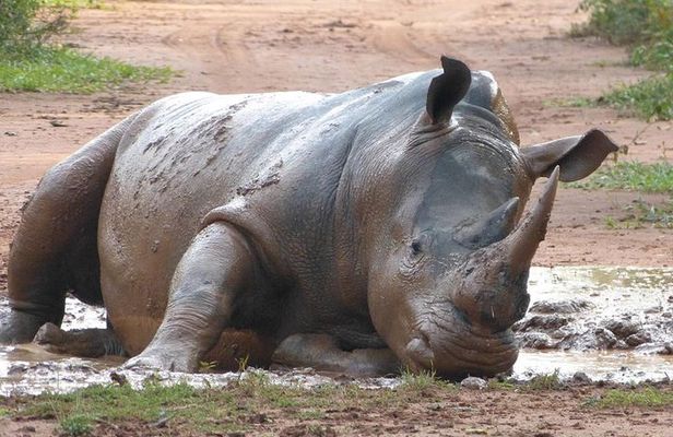 Zziwa Rhino Sanctuary Walking Safari