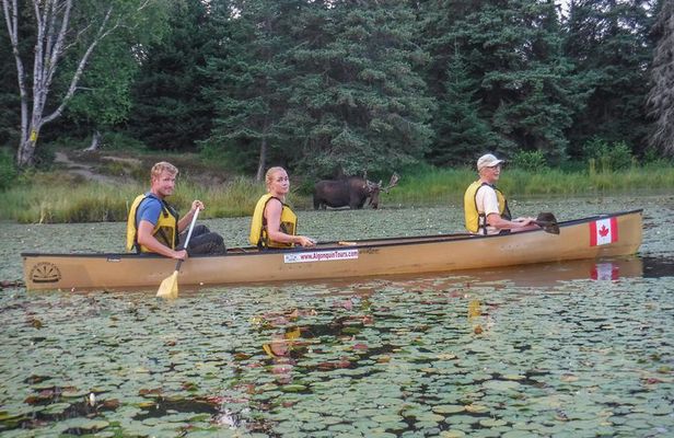 3 Day Algonquin Park Canoe Trip - Moose & Beaver Safari