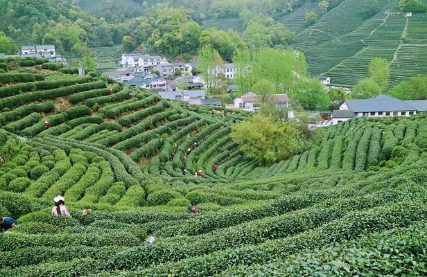 Private Hangzhou Day Tour from Shanghai by Bullet Train
