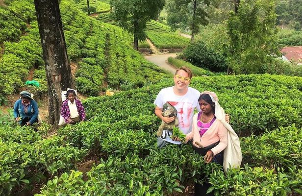 2 -Days private tour to Nuwara Eliya from Colombo