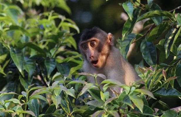 Borneo Wildlife Tour 2 Days 1 Night At Tanjung Bulat Jungle Camp Kinabatangan