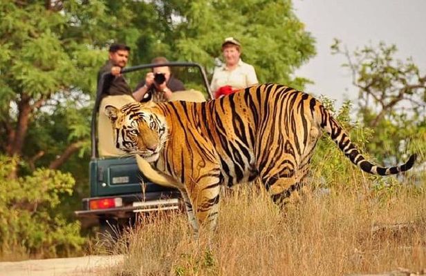 5-Day Private Delhi, Agra and Jaipur with Ranthambhore Tiger Tour From Delhi