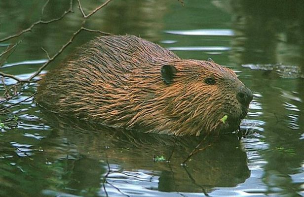 Beavers Watching