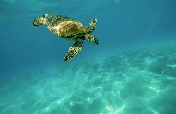 Caretta-Caretta Turtle Trip