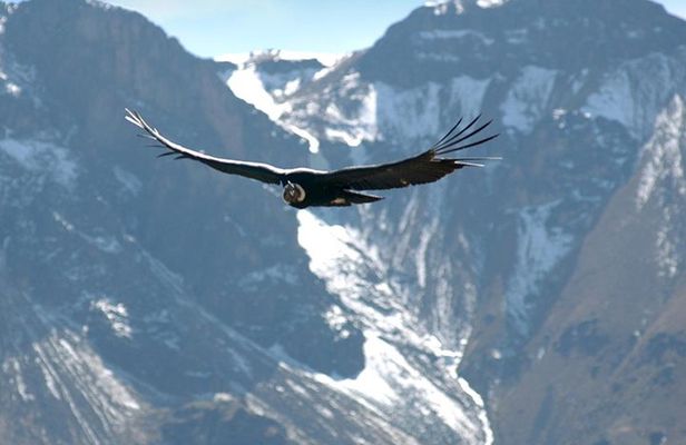 Apurimac Canyon with Condor Viewing from Cusco